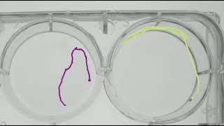 Zebrafish Larvae Tracking [upl. by Aisatan]