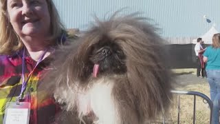 Worlds ugliest dog contest [upl. by Tootsie]