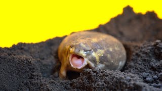 Cute Rain frog playing hard while yawning😊 [upl. by Shaylynn]