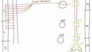 Autonomic Nerves of the Abdomen [upl. by Fisa448]