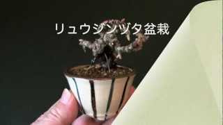 リュウジンヅタN（竜神蔦 豆盆栽）Parthenocissus tricuspidata bonsai [upl. by Siramad934]