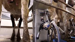 Delaval tsr [upl. by Boycie669]