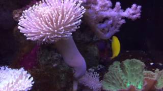 Species Spotlight Season 2  The Yellow Coris Wrasse  Episode 28 [upl. by Nolla]