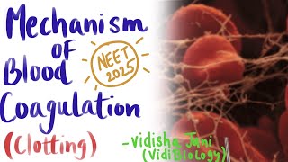 Mechanism of Blood clotting coagulation  Body fluids and circulation NEET 2025 VidiBiology [upl. by Annnora]