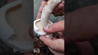 agaricus gills produced spores governmentschool science biology neet [upl. by Delores779]