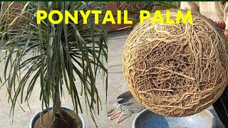 Ponytail Palm  Soil Change  hpayushblog20 [upl. by Nomrac]