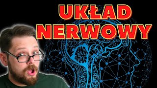 Budowa i rola układu nerwowego cz1 Podział układu ośrodkowy obwodowy autonomiczny i somatyczny [upl. by Naesad]