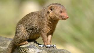 Mongoose A Smart and Agile Animal [upl. by Nnyloj]