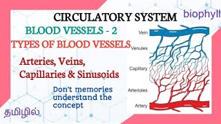 ALLIED HEALTH SCIENCES TYPES OF BLOOD VESSELS In tamil  Arteries veins capillaries amp sinusoids [upl. by Cchaddie411]