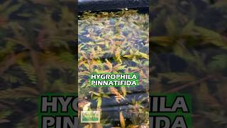 Hygrophila Pinnatifida BY THE STEM Aquarium Plant For Sale [upl. by Pasadis]