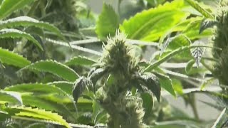 Potential major marijuana move could impact Texas laws [upl. by Kired560]