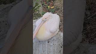 Stunning PinkBacked Pelican The Most Beautiful Bird Ive Ever Seen [upl. by Motch]