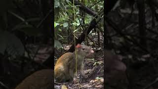 Central American Agouti Cherenga o Guatusa Dasyprocta Punctata roedores gopro [upl. by Annawat838]