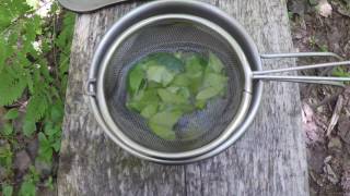 How To Make Wintergreen Tea [upl. by Llorrac]