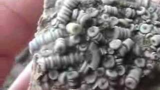 Introduction to Fossil Crinoids Crinoid Zones part 3 [upl. by Valida]