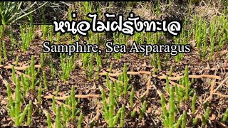 ครั้งแรกที่เจอและเก็บ Marsh Samphire Sea Asparagus หน่อไม้ฝรั่งทะเล 🏴󠁧󠁢󠁥󠁮󠁧󠁿 [upl. by Crim92]