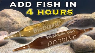 Add Fish to a New Aquarium in 4 Hours with Prodibio [upl. by Yale423]