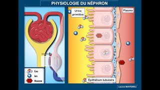 Physiologie du néphron  filtration glomérulaire réabsorption et sécrétion tubulaires [upl. by Sivad496]