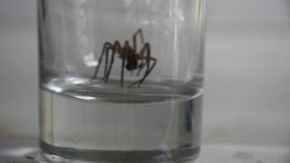 Grass Spider eating a Housefly [upl. by Yenrab]