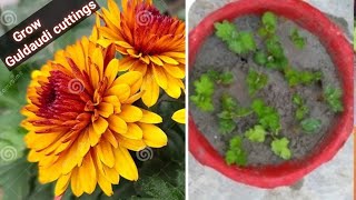 How To Grow Guldaudi From Cuttings Save Your Guldaudi Plants For Next Season [upl. by Glassco]