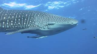 Thailand Scuba Diving Similan Islands  Whale Sharks amp Manta Rays [upl. by Ettennek268]