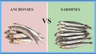 SARDINES VS ANCHOVIES WHATS THE DIFFERENCE [upl. by Bethel]