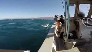 Ejido erendira fishing castros landing ensenada [upl. by Isidro]