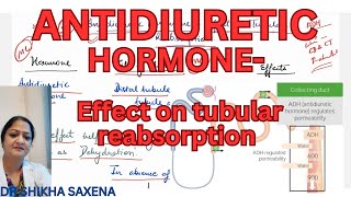 Anti diuretic hormone Effect on tubular reabsorption of water mechanism [upl. by Dnaltiak]