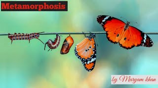 lecture 1 metamorphosis  Types of metamorphosis  examples  by maryam khan  physiology [upl. by Hguh]