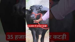 35 हजार में शानदार कटड़ी with Top Quality at Krishan Nimoth Dairy Farm [upl. by Arhez]