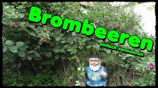 👨🏻‍🌾 Brombeeren einfach vermehren 🌿 [upl. by Storm]