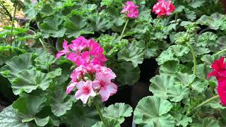 17April 2021Pelargonium zonale  Pelargonium × hortorum quotgeraniumquot quotzonal geranium or pelargonium [upl. by Claire191]