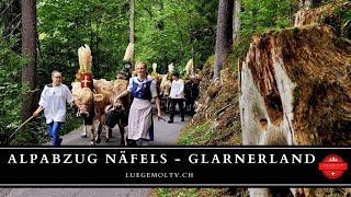 Alpabzug Näfels 2023  Glarnerland  LuegemolTV [upl. by Arbed147]