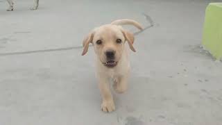 Labrador Puppy Learning and Performing Training Commands  Dog Showing All Training Skills [upl. by Orlene413]