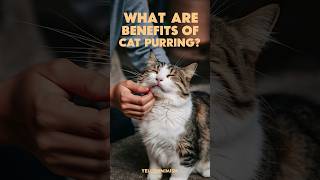 What are the benefits of cat purring cat cats kitten WhiskerWonders77 [upl. by Hock]