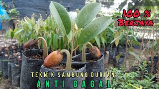 TEKNIK SamBung Anti GAGAL Tanaman DURIAN [upl. by Primaveria]