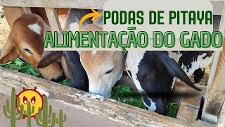 Você pode usar as pitayas de poda na alimentação do gado [upl. by Eneirda]