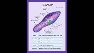 Labelled diagram of Paramecium paramecium diagram [upl. by Britte]