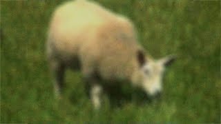 2 Farmers saw a Sheep  Experimental Short Film [upl. by Sileas]