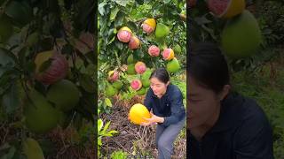 Beautiful Landscape Pomelo Fruit Farm  Sweet Pink Pomelo shorts satisfying fruit farming [upl. by Giulietta]