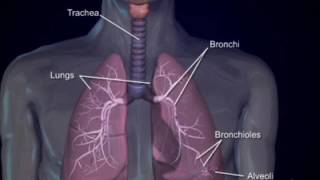 Respiratory system4 bronchi and bronchioles [upl. by Yennek]