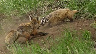 A fox and a badger fight in Yellowstone  the whole story [upl. by Niad]