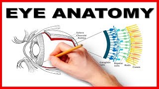 Eye Anatomy and Function  Made Easy [upl. by Ailel]