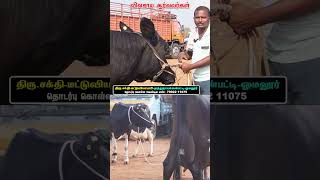 Cintamani cow mandi vivasayaarvalargal dairyfarm cows farming dairycows shorts short [upl. by Marcelia]