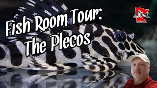 Fish Room Tour The Pleco Tanks [upl. by Stahl959]