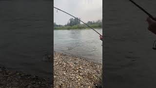 Cowlitz river steelhead 2024 fishing addictedfishing steelhead [upl. by Idou929]