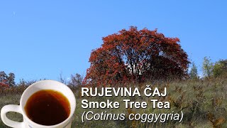 Rujevina čaj  Smoke Tree Tea Cotinus coggygria  4K [upl. by Lanae]