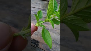 Basil how to grow  How to grow basil indoors from cuttings [upl. by Reine]