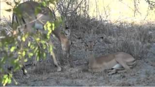 Jan 3 WildEarth Sunset SafariLIVE ft Wild dogs hyenas [upl. by Araik]