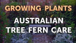 Australian Tree Fern Care [upl. by Urias194]